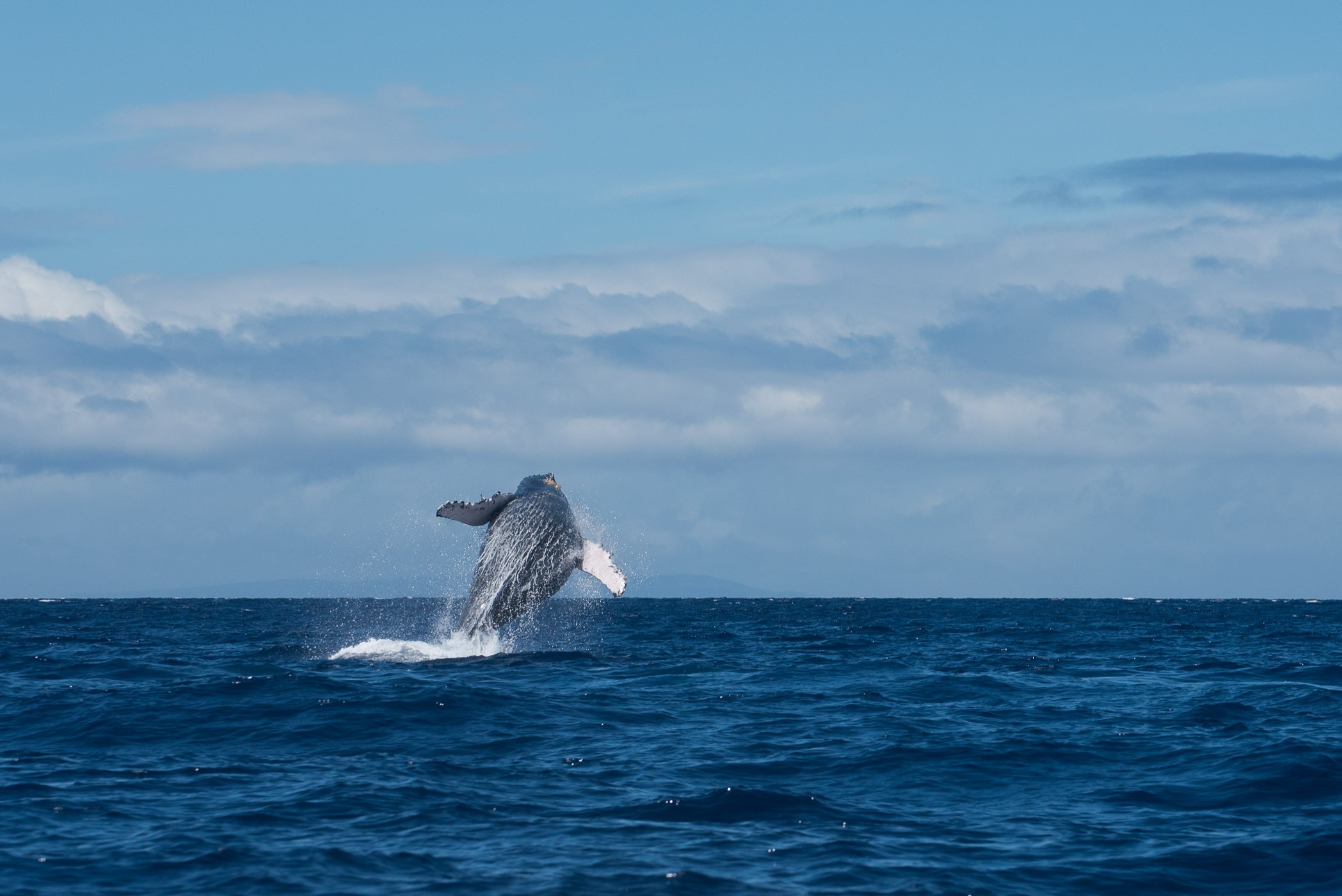 Walvissen fotograferen