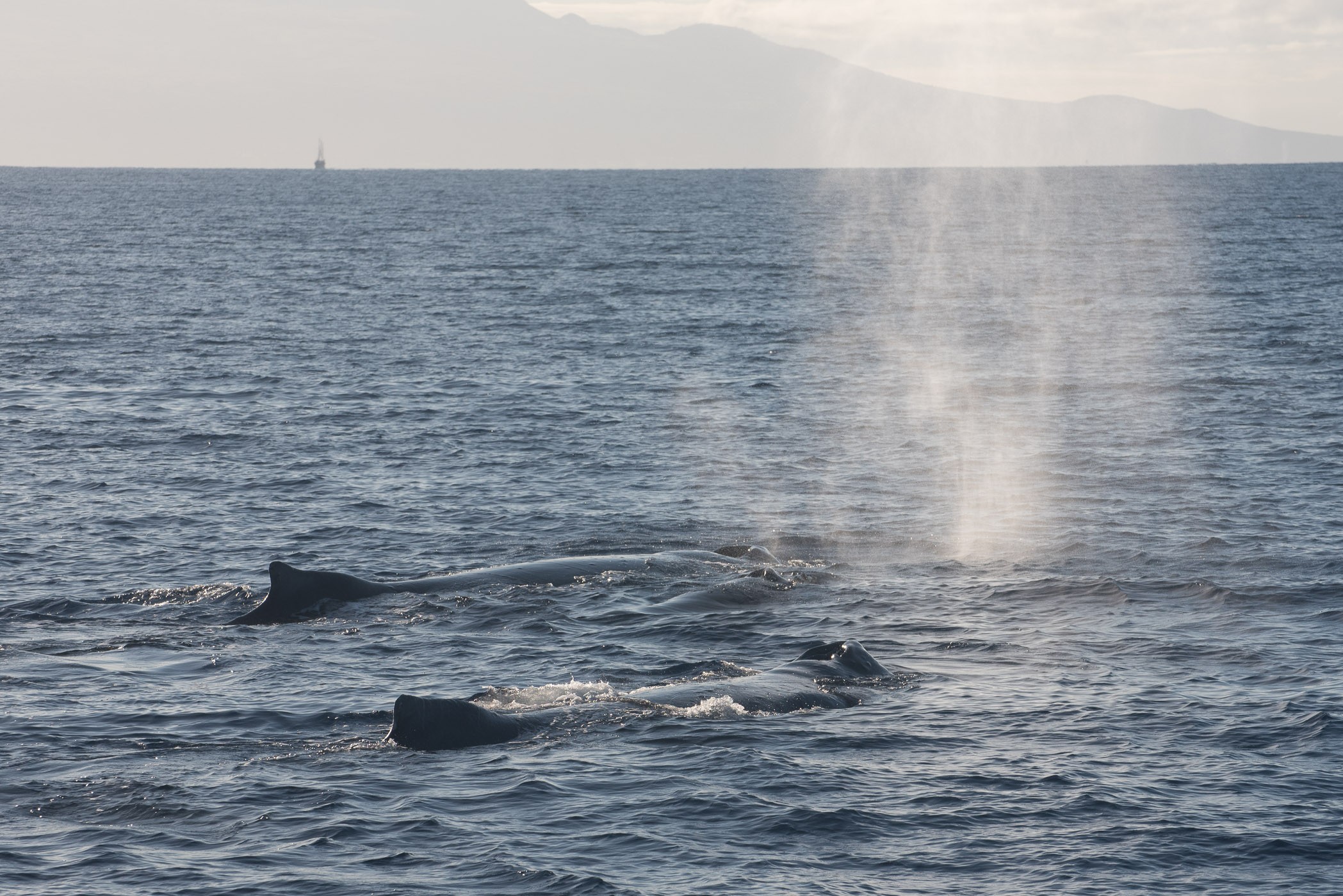 Hoeveel walvissen zie je in deze foto?