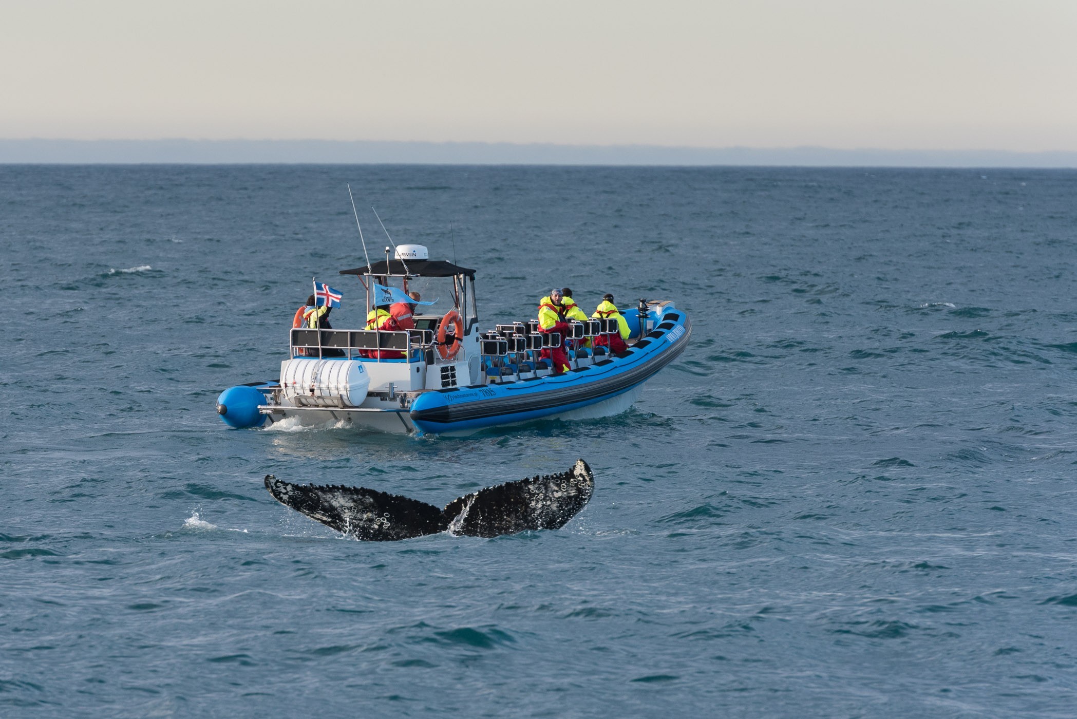 Het grote voordeel van een kleinere boot is dat je sneller en dichter bij de walvissen komt.