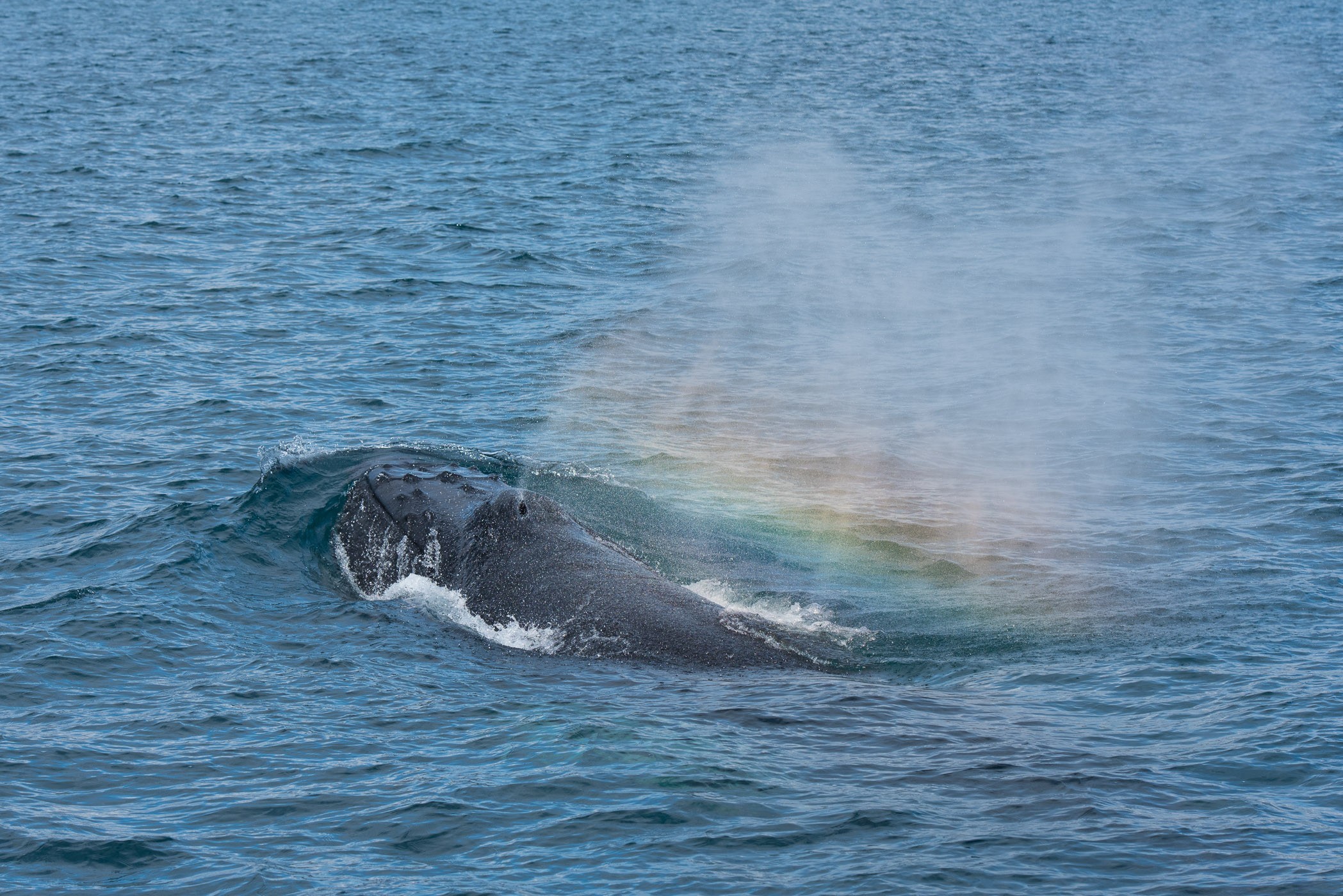 Check! Een regenboog in de splash bij het bovenkomen van de walvis! Hoe cool is dat?!