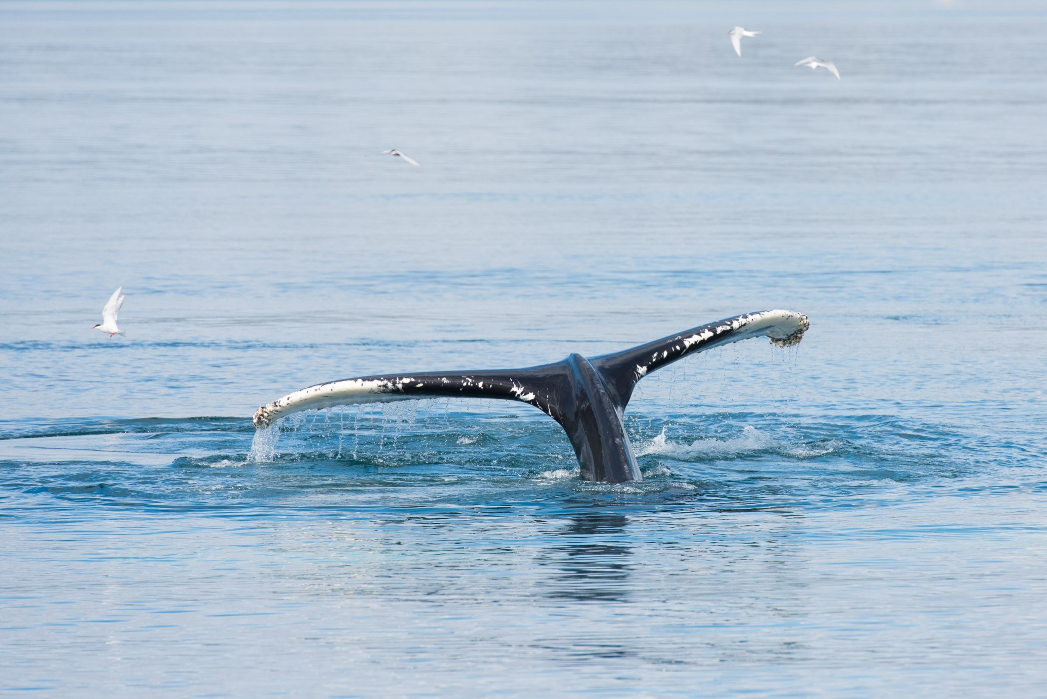 Detailopname van de staart van een bultrug