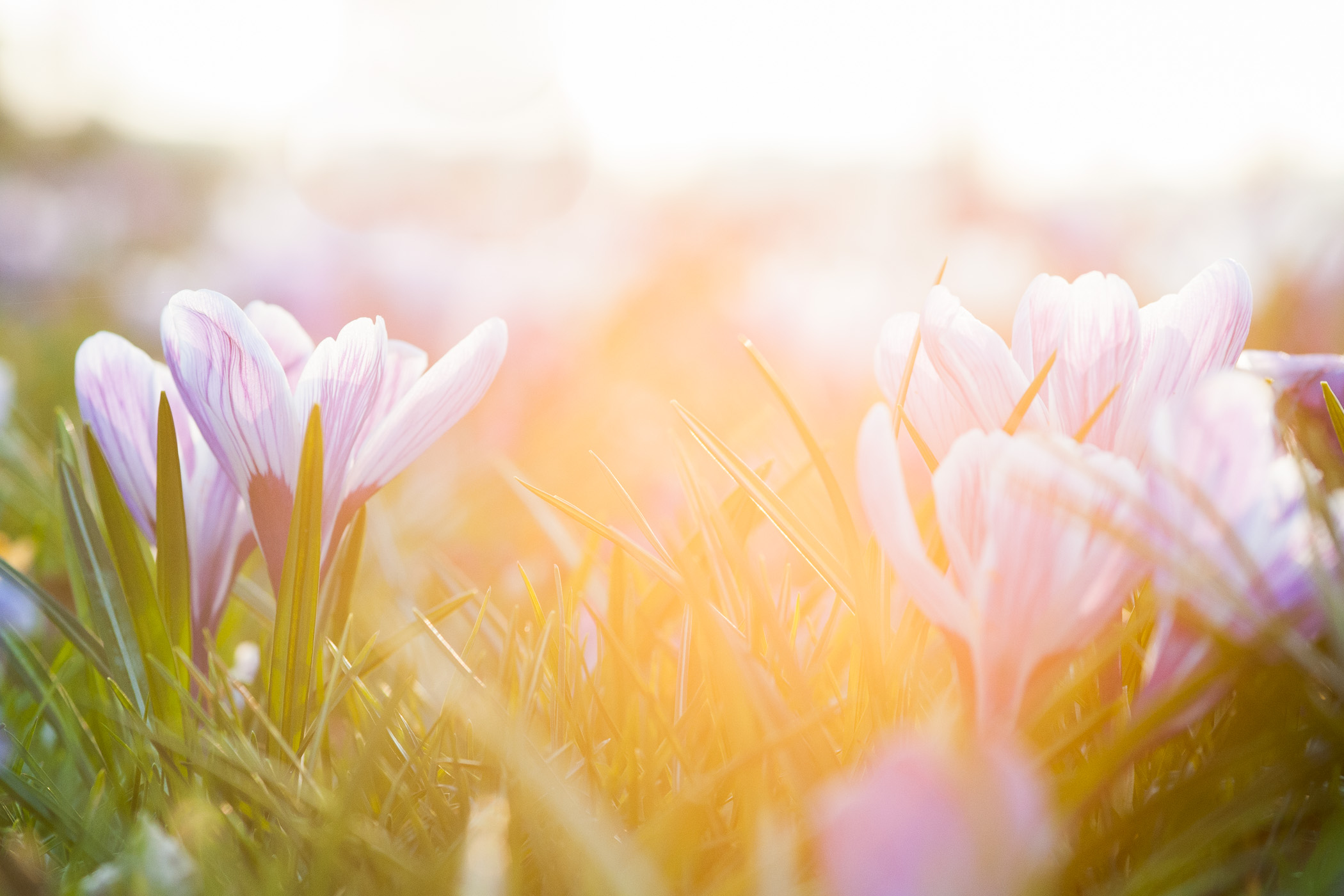 Lensflare kan ook zichtbaar worden als een gekleurde, lichte waas in de foto. De foto heeft daardoor minder contrast.