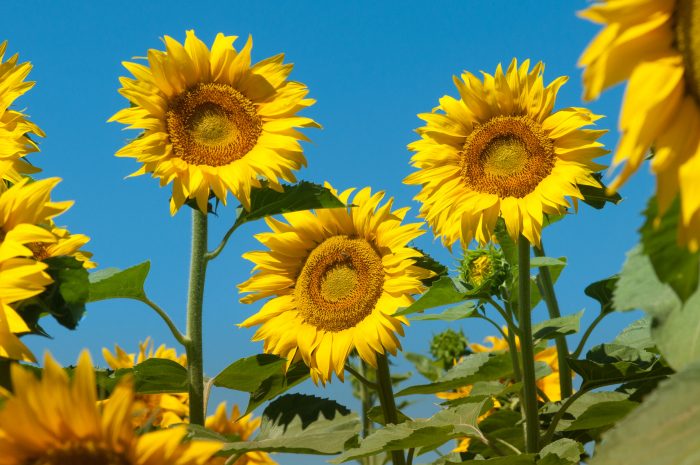 Het geel van de zonnebloemen steekt mooi af tegen de blauwe lucht