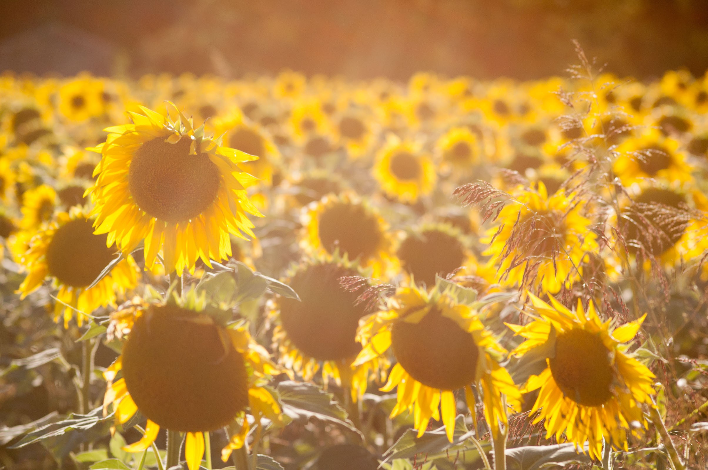 Zonnebloem fotograferen in Frankrijk