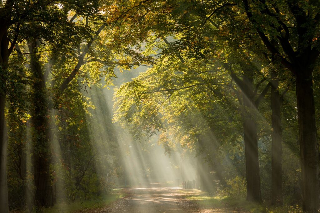 Zonneharp fotograferen