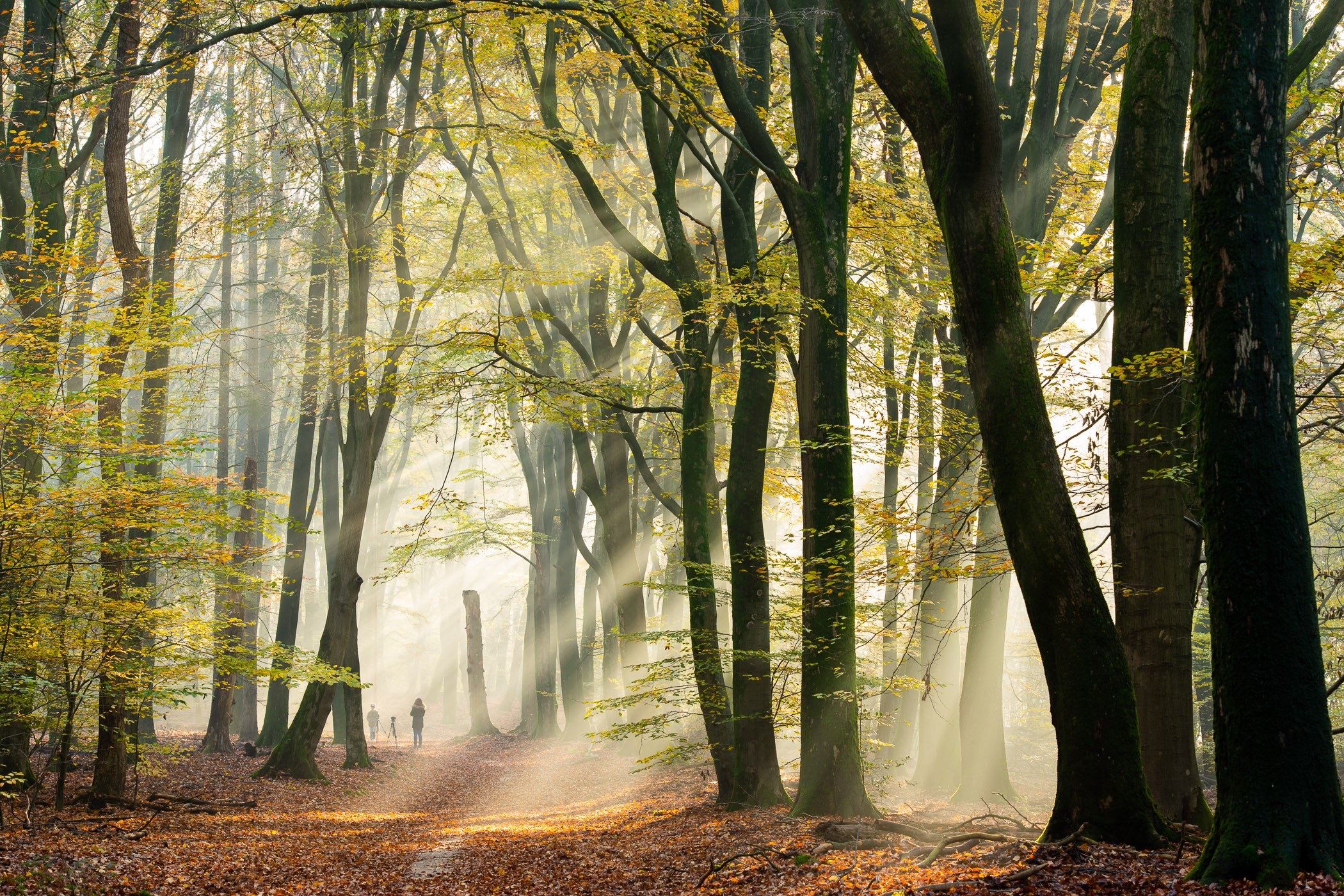 Zonneharpen in het Speulderbos in de herfst